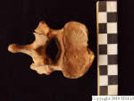 L_V20d5028 A16q118.2 R820 lR ta human bone in q-lot